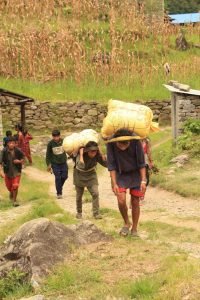 The arrival of the hatchlings on the backs of the village porters.