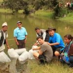 The team tending to the hatchlings while they acclimatize to the temperature of the pond water.