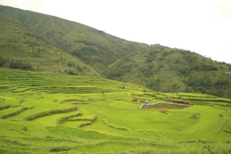 One of the recently build artificial fish ponds.