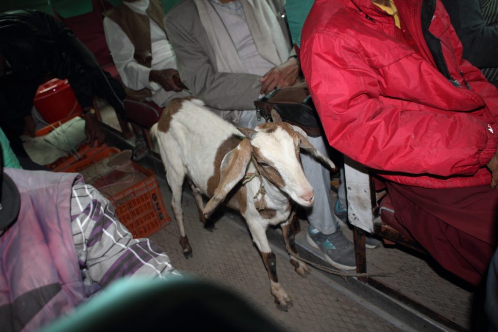 fellow passenger Billy the goat 0439