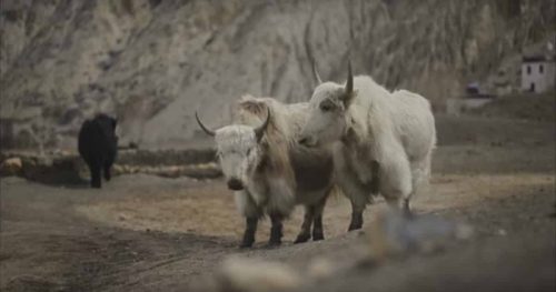 Read more about the article Climate Change and The Dilemma of a Yak Herder