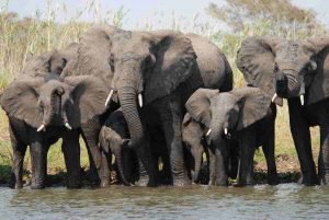 Read more about the article Kantipur FM Commentary: Wild Nepal I
